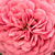 Rosa - Miniatura, Lillipuziane - Pink Babyflor®
